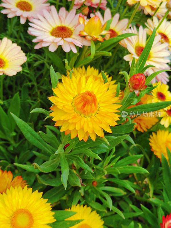 Xerochrysum bracteatum